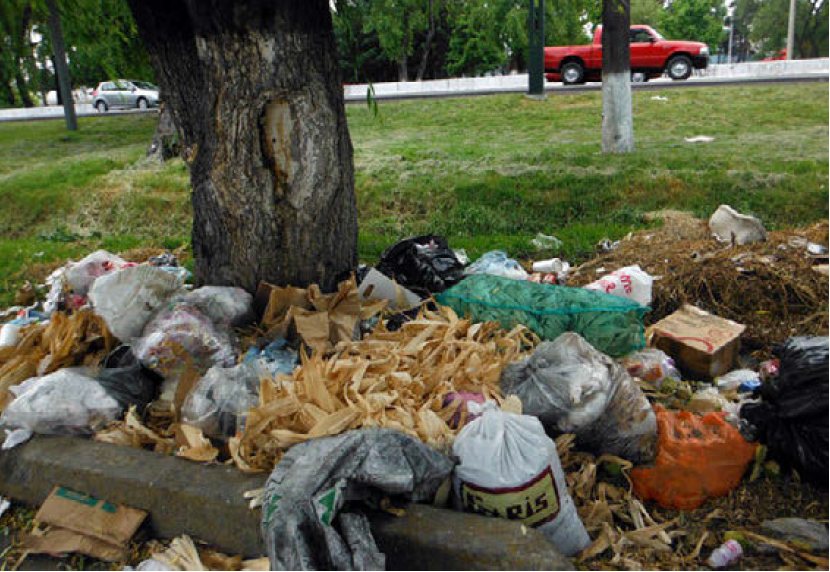 Aumentan plagas por el mal manejo de la basura