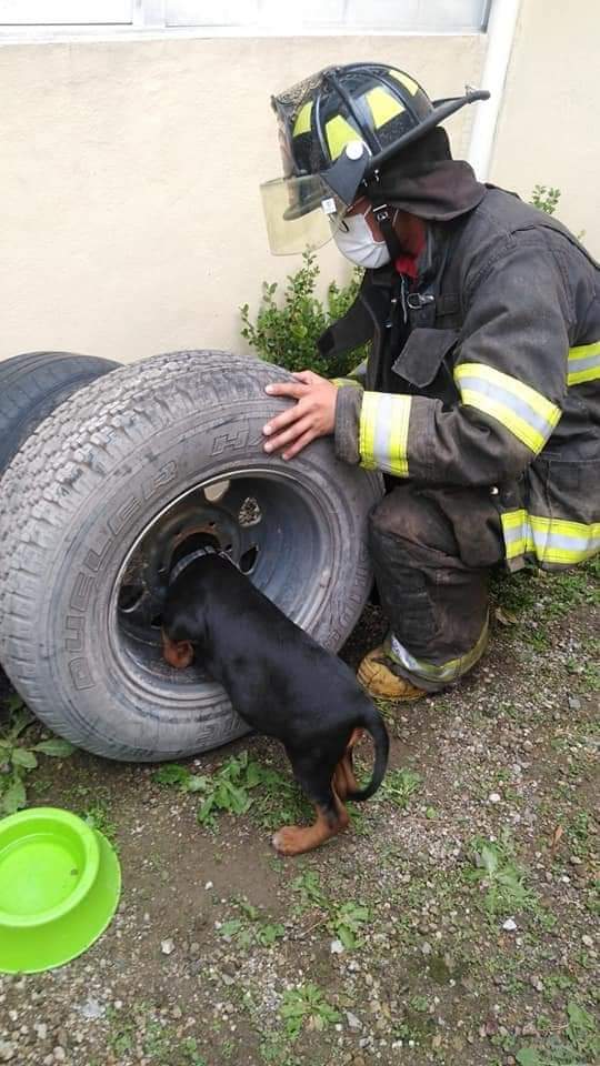 perritos