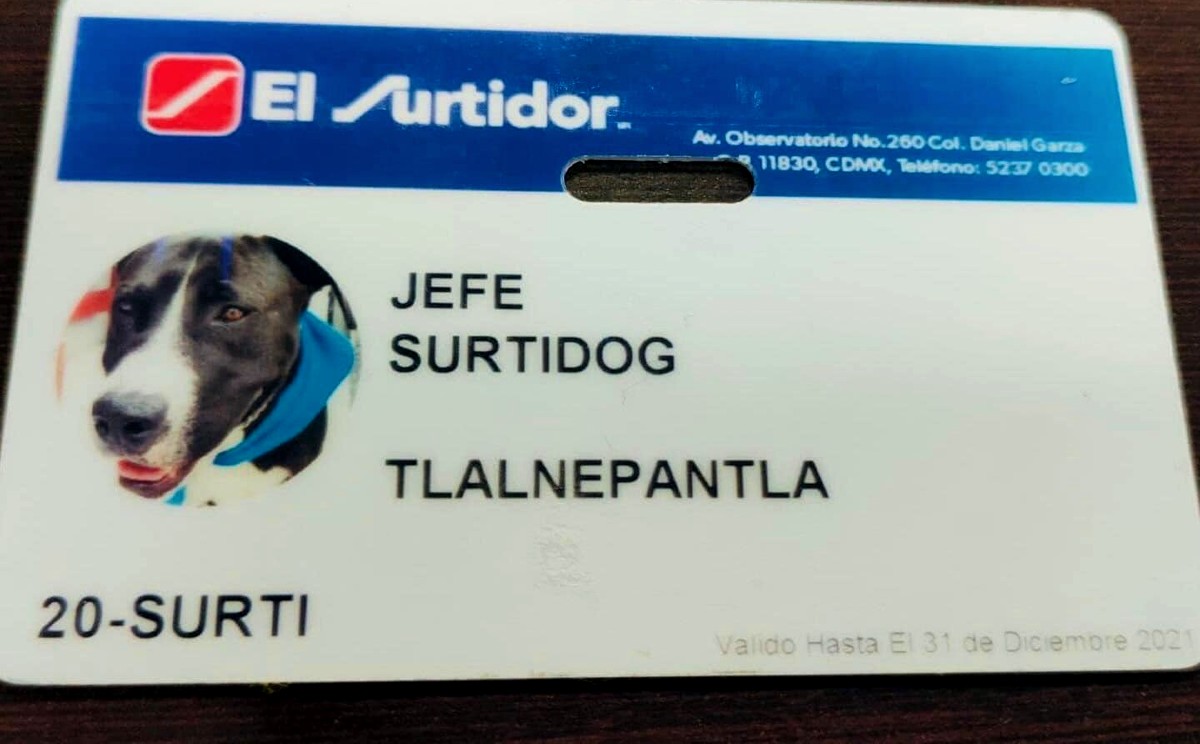surtidog