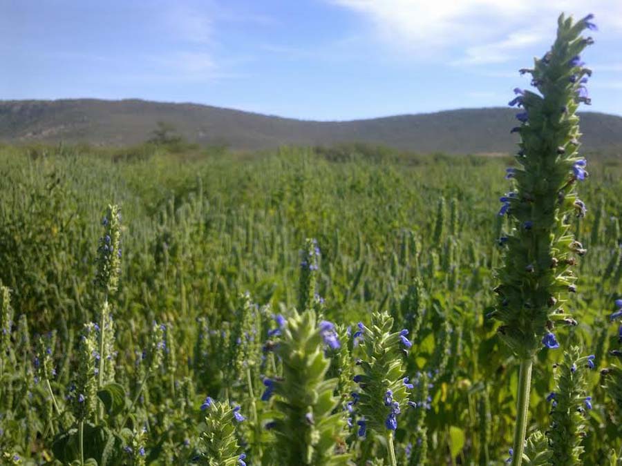 Cultivo de chía, opción productiva con potencial de 2.8 mmdp al año