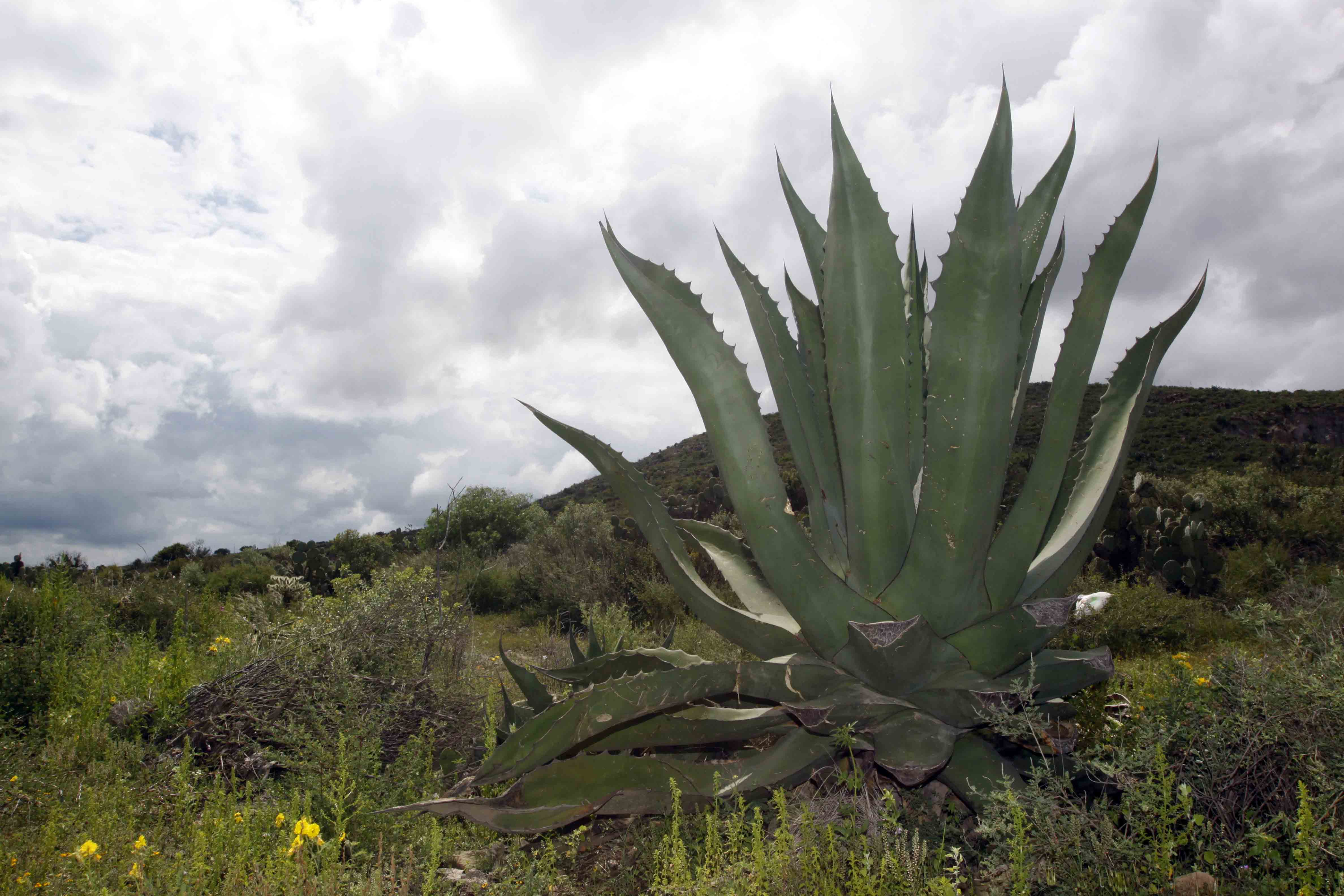 Buscan manejo sustentable del maguey en Santiago Tulantepec Grupo Milenio