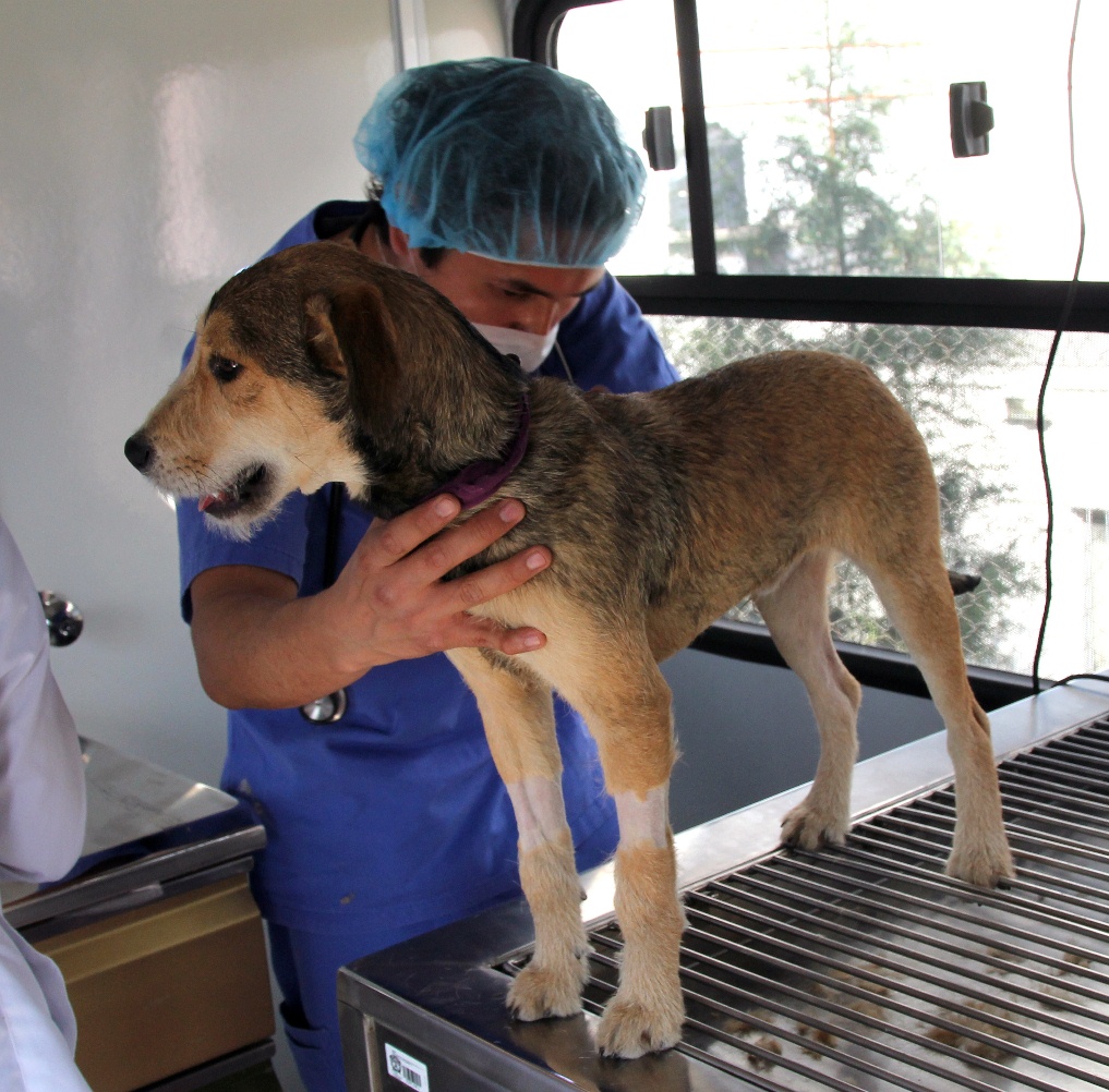 https://www.milenio.com/uploads/media/2014/02/03/campana-de-esterilizacion.jpeg