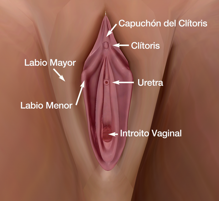 Mi clítoris es normal?