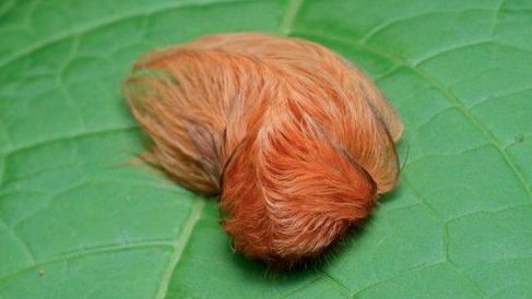 de peluche monterrey nuevo león