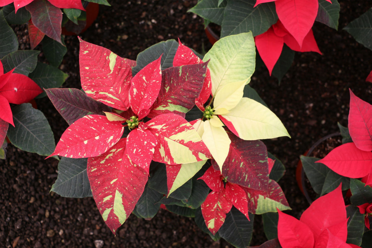 Nochebuena, la flor mexicana tradicional de Navidad origen e historia