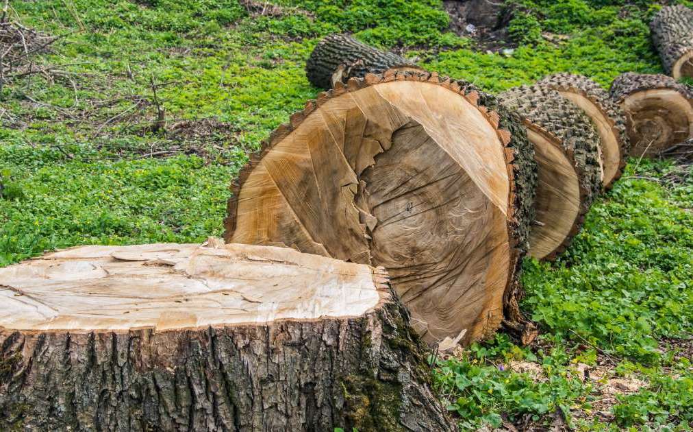 Multan a cuatro por tala ilegal de árboles Grupo Milenio