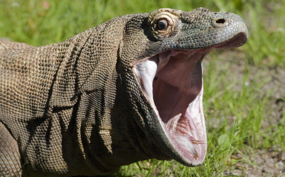 Drag n de Komodo devora a mono vivo y de un s lo bocado 