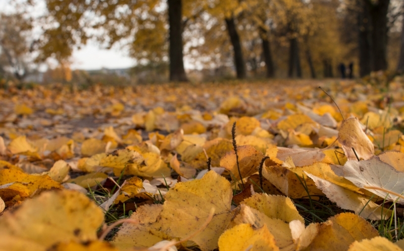 Otono Por Que Las Hojas De Los Arboles Cambian De Color Y Se Caen