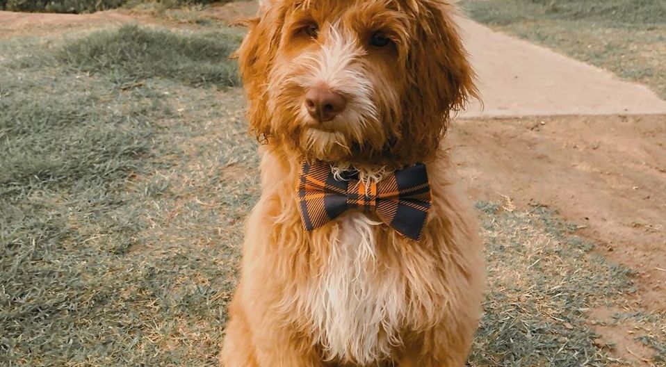 Labradoodle. (Instagram sir.nottingham)
