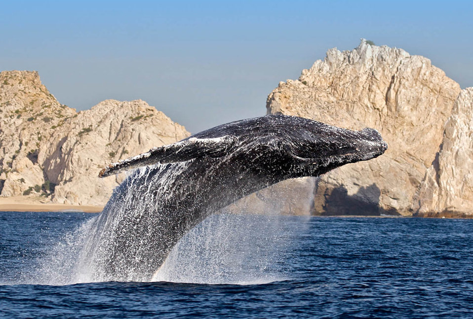 Noticias de Cabo San Lucas en Milenio