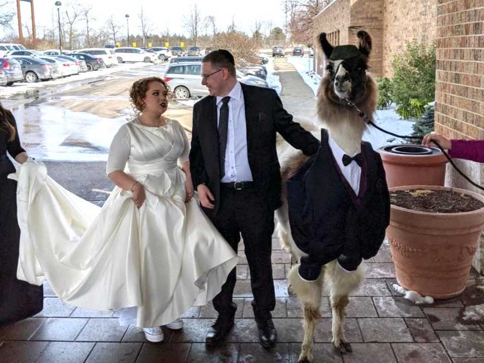 Hermano Sorprende A Su Hermana Con Una Llama Con Esmoquin En Su Boda