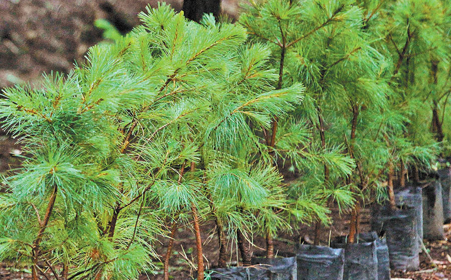 Sin árboles, subirá aún más la temperatura