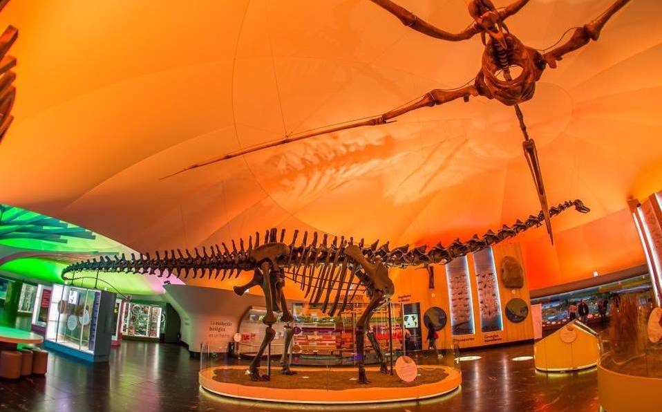 En CdMx, Museo de Historia Natural ofrece tour virtual