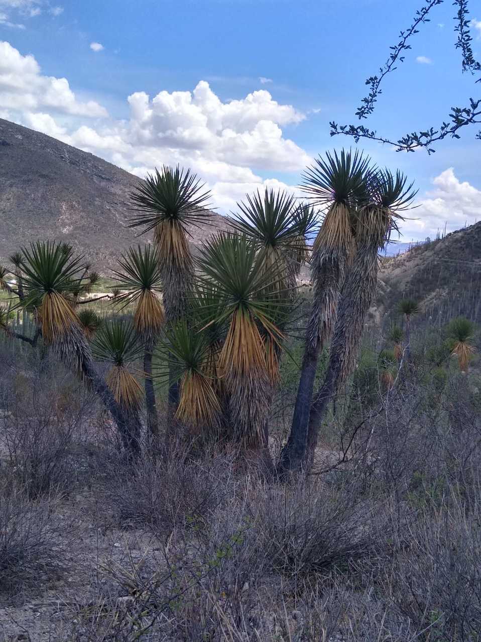 Hidalgo crea la Comisi n Estatal de Biodiversidad