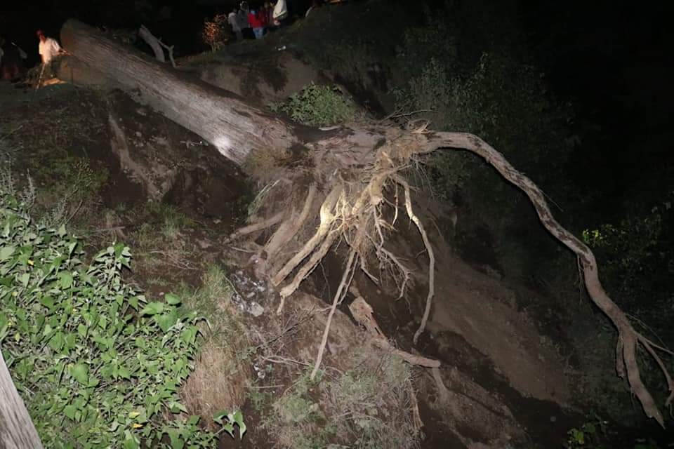 Árboles caen por fuertes vientos en Ozumba e Ixtapaluca.