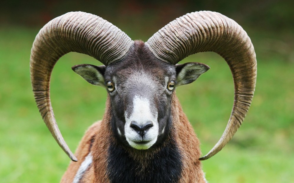 Cazador que mató al León Cecil, mata a carnero protegido