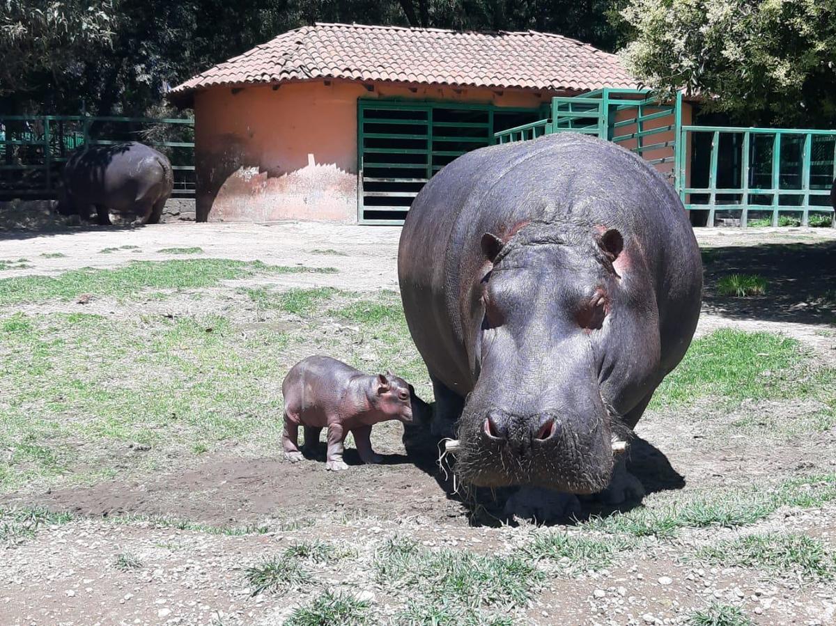 A pesar de ser una excelente madre, Tamba ha presentado problemas en la alimentación.