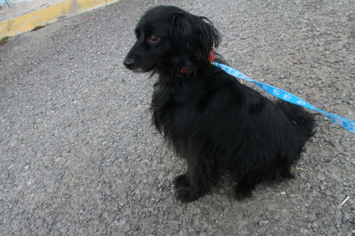 “Hay que enseñarle a los niños a no maltratarlos".