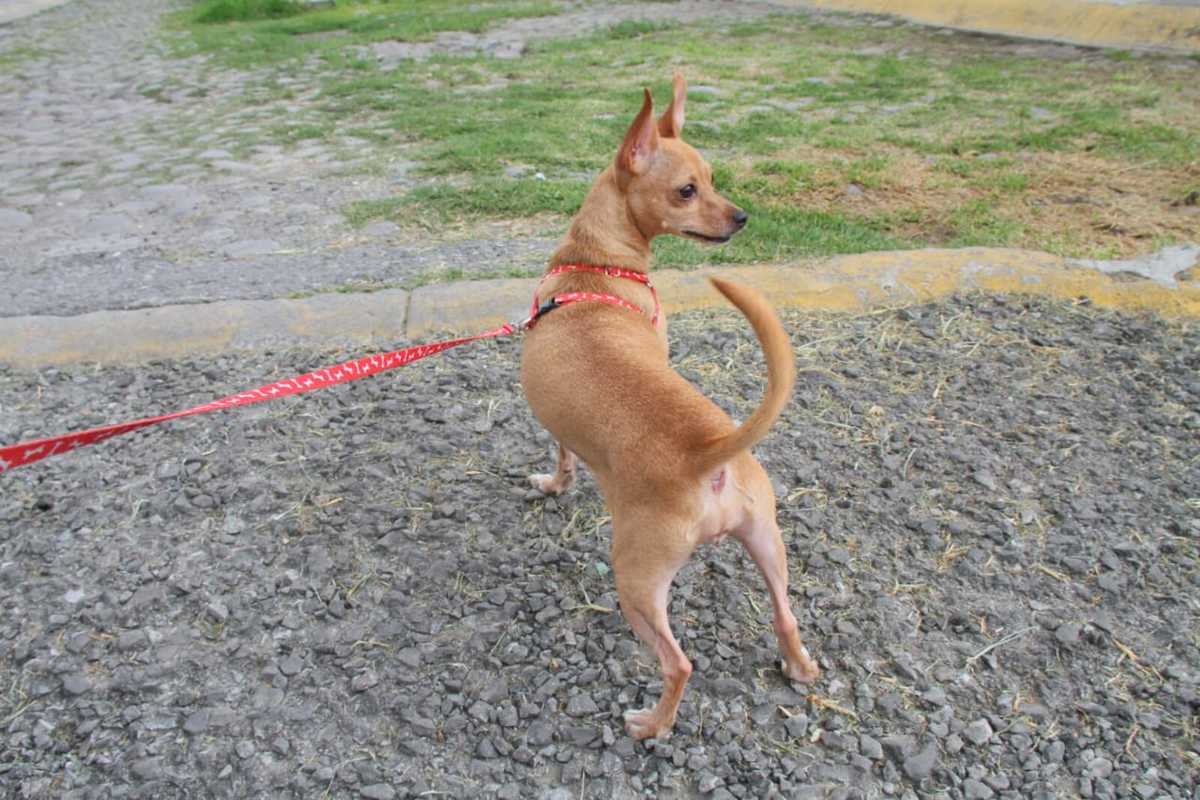 “Hay que enseñarle a los niños a no maltratarlos".