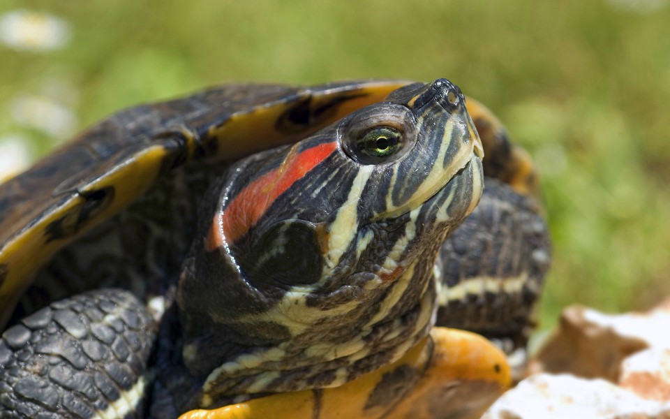 Reptiles los cuidados de la tortuga de oreja roja Grupo Milenio Reptiles los cuidados de la tortuga de oreja roja Grupo Milenio