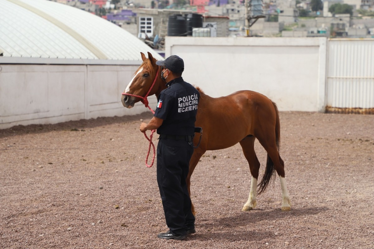 "Son caballos que han servido al humano toda su vida y lo que merecen es un descanso".