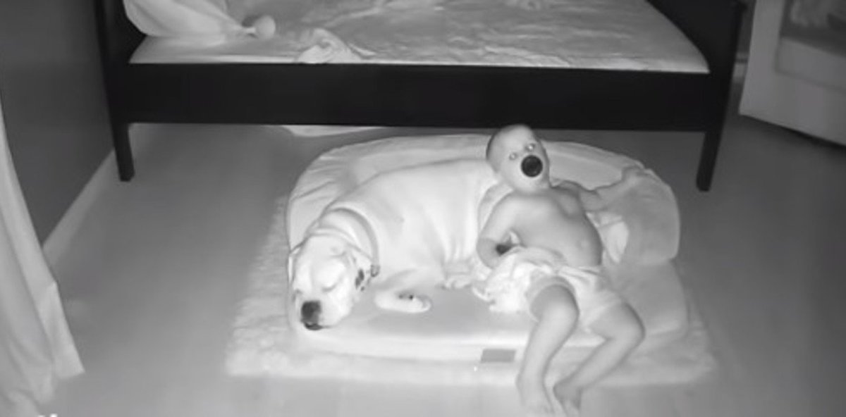 Bebe Se Escapa De Su Cama Para Ir A Dormir Junto A Su Perrito