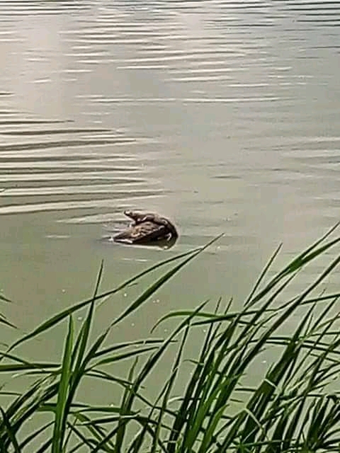 Avistan pequeño reptil en Cuautitlán Izcalli.