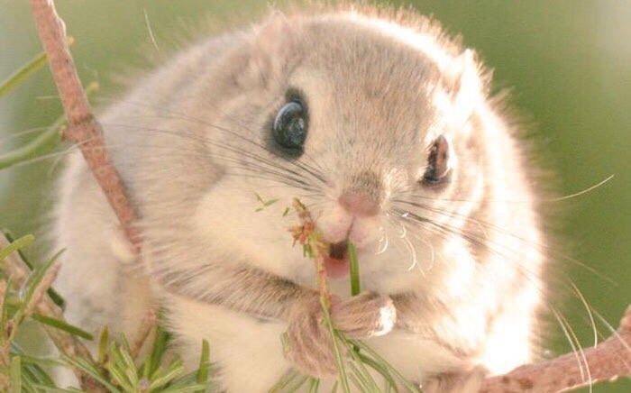 Ardillas Voladoras Japonesas Conquistan En Redes Por Parecer Pokemon