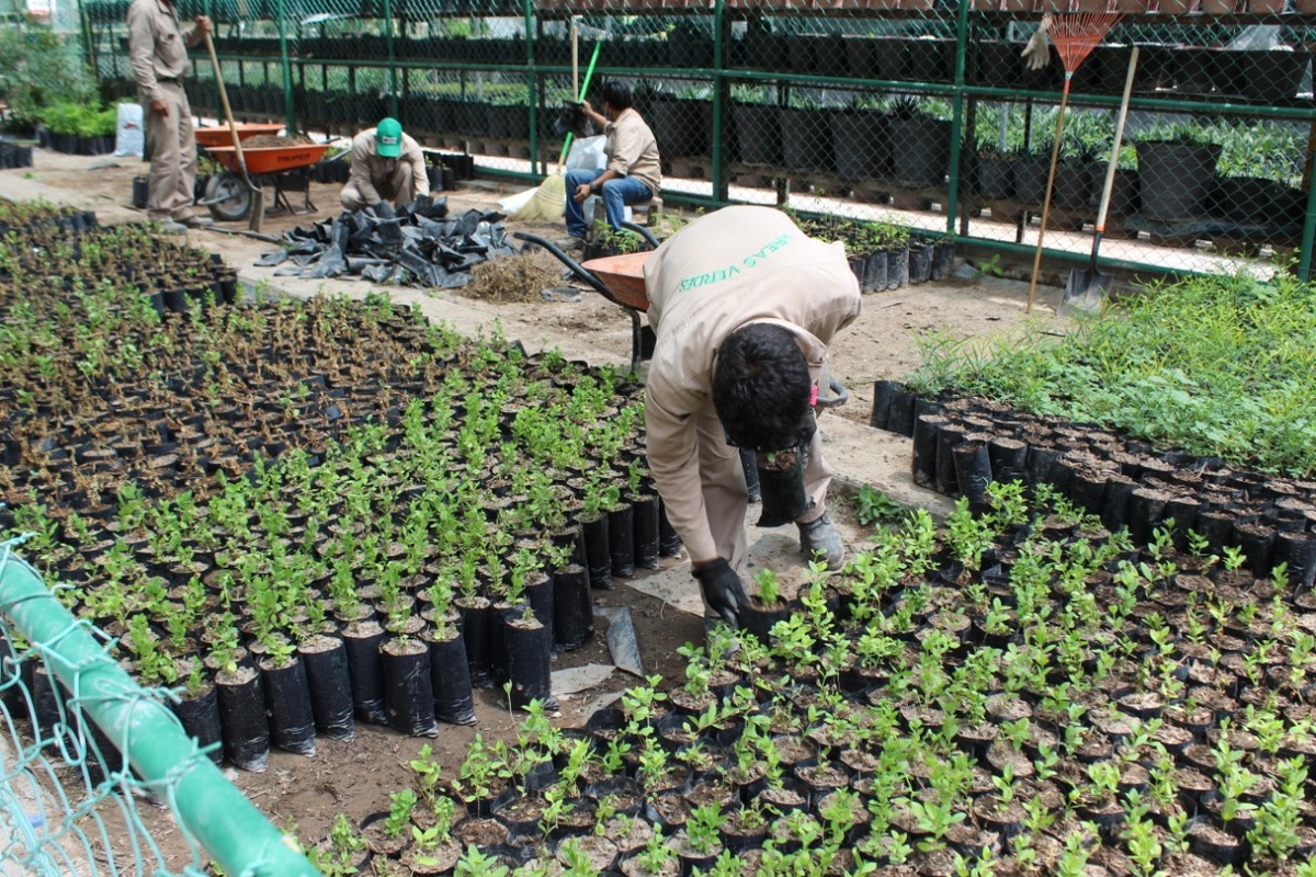 Torreón: Vivero Peñoles, espacio verde se comparte con los laguneros