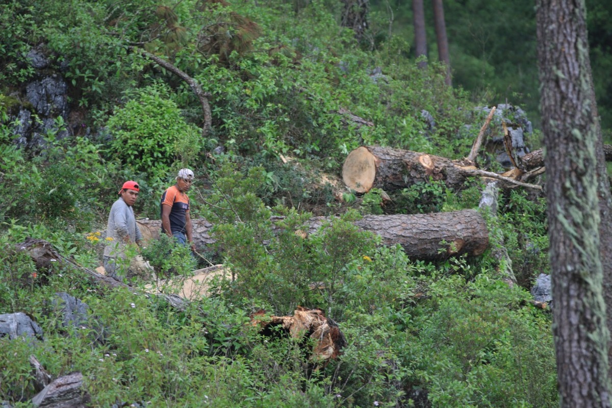Aprueban cárcel y multas por tala clandestina e incendios forestales Grupo Milenio Aprueban cárcel y multas por tala clandestina e incendios forestales Grupo Milenio