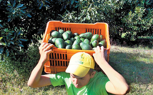 Sedagro continuará con la entrega de plantas aguacateras.