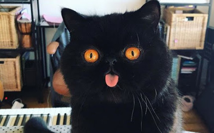 Gatito negro se hace viral por sus incre&iacute;bles ojos naranja: VIDEO