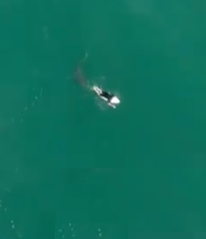 Surfista se encuentra con tiburón (Especial)