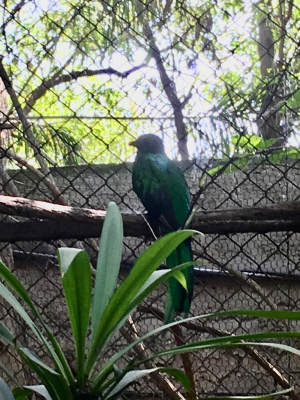 El quetzal ha logrado vivir en cautiverio y reproducirse cada año desde 2012 hasta la fecha.