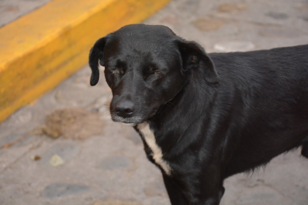 perros de la calle, mascotas abandonadas, noticias, edomex
