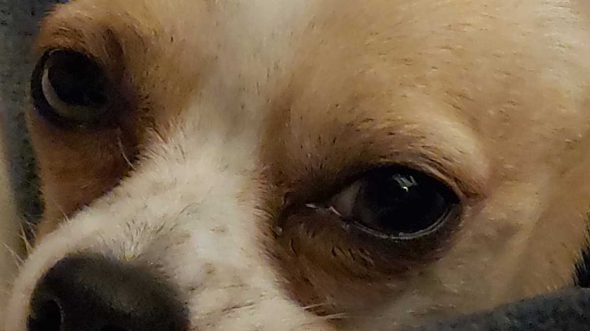 México tiene severo rezago en el correcto cuidado de mascotas.