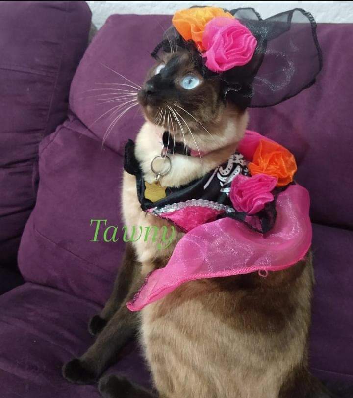 "Tuvimos más de 50 participantes, hubo gatos, perros, cuyos y hasta víboras".