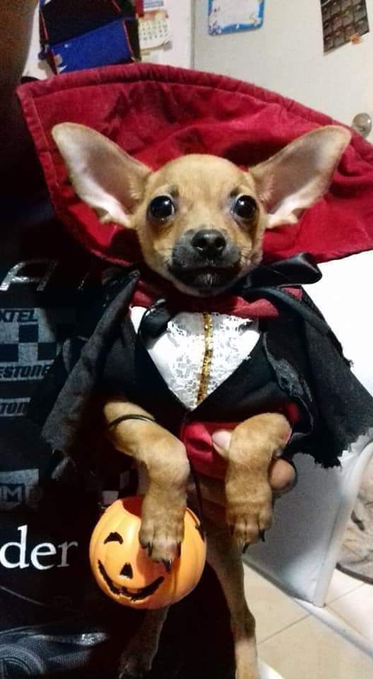 "Tuvimos más de 50 participantes, hubo gatos, perros, cuyos y hasta víboras".