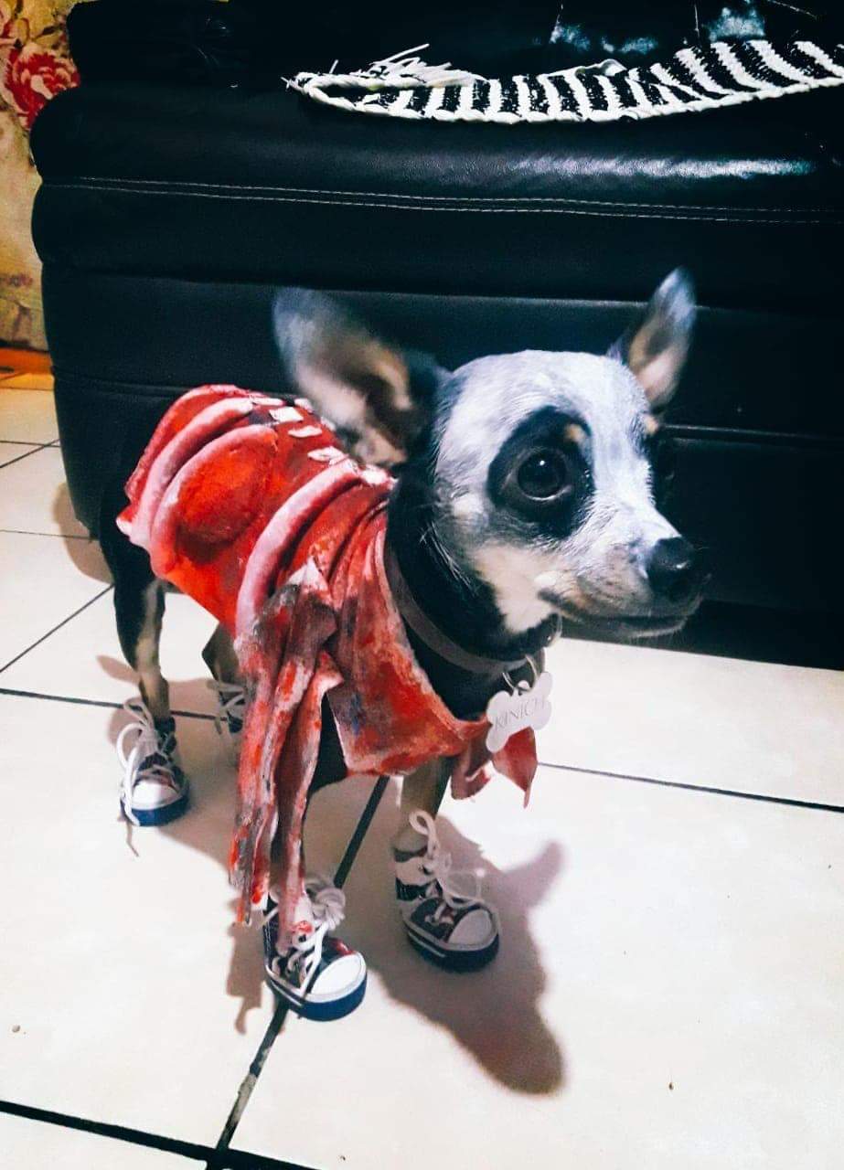 "Tuvimos más de 50 participantes, hubo gatos, perros, cuyos y hasta víboras".