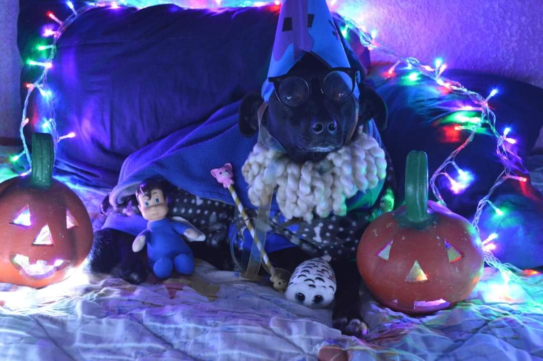 "Tuvimos más de 50 participantes, hubo gatos, perros, cuyos y hasta víboras".