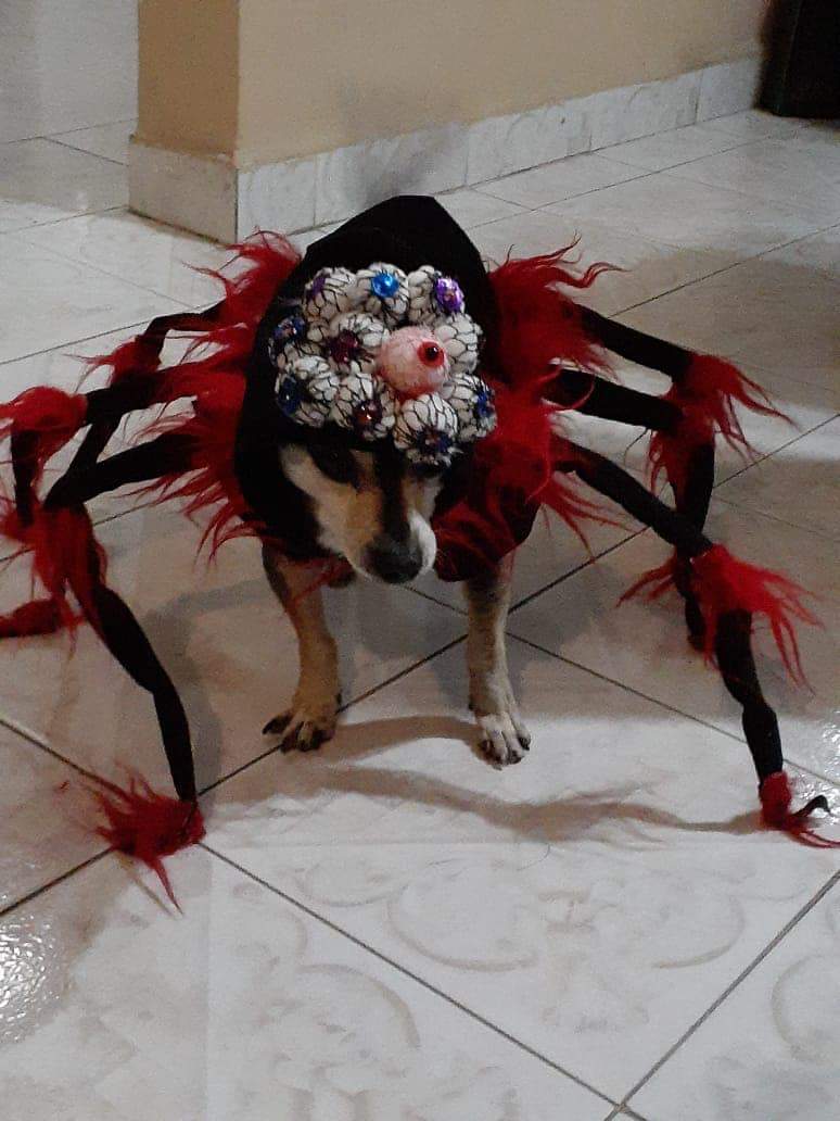 "Tuvimos más de 50 participantes, hubo gatos, perros, cuyos y hasta víboras".