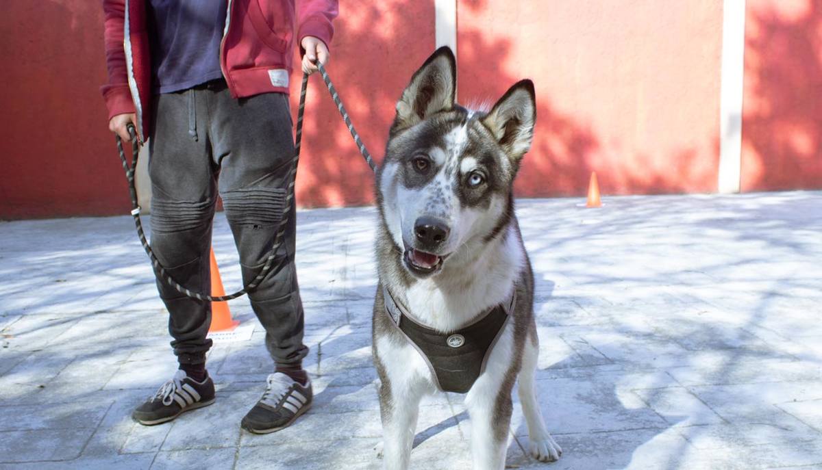 'Perruchini' busca ayudar a las familias a mejorar la comunicación entre mascota y humano.