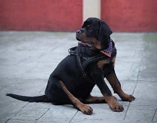 'Perruchini' busca ayudar a las familias a mejorar la comunicación entre mascota y humano.