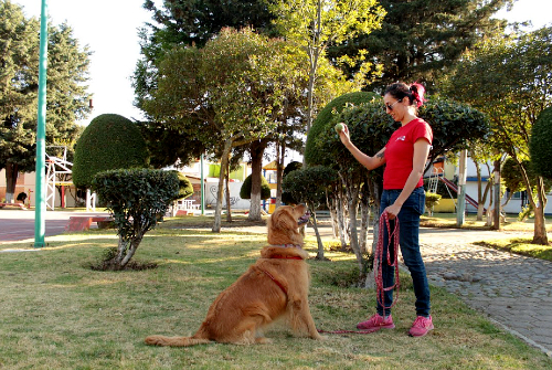'Perruchini' busca ayudar a las familias a mejorar la comunicación entre mascota y humano.