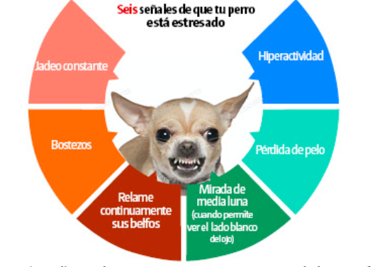'Perruchini' busca ayudar a las familias a mejorar la comunicación entre mascota y humano.