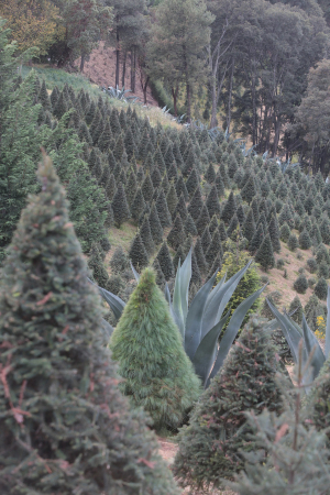 Los gusanos son plagas que acaban con la belleza, para ellos, solo son parte del ecosistema. | Tania Contreras