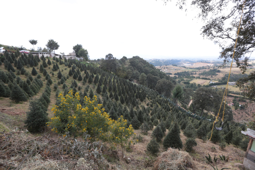 árboles de navidad, noticias, edomex, xonacatlán