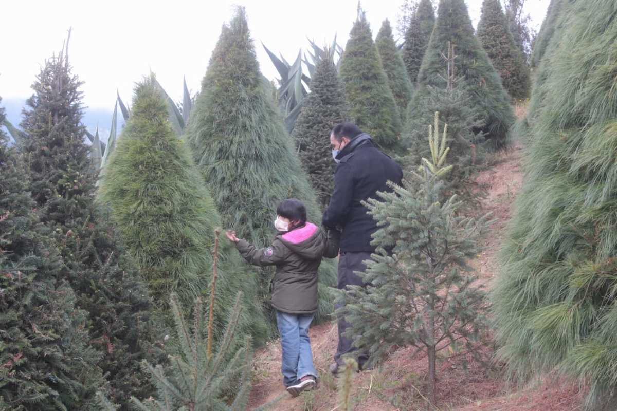 Los gusanos son plagas que acaban con la belleza, para ellos, solo son parte del ecosistema. | Tania Contreras