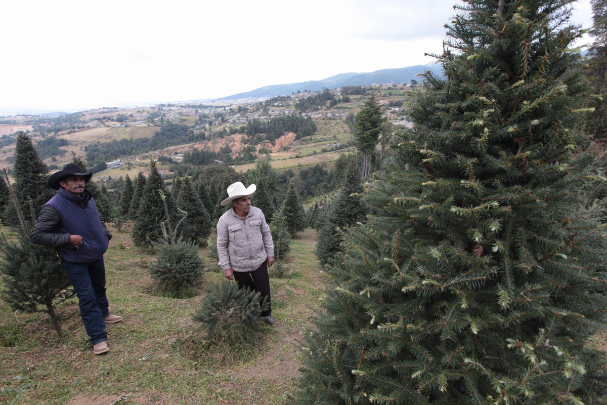 Los gusanos son plagas que acaban con la belleza, para ellos, solo son parte del ecosistema. | Tania Contreras