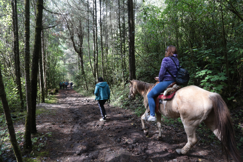 Preparan el despegue con aleteos presurosos que las ayudan a calentar sus pequeños cuerpos. | Tania Contreras